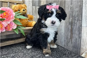 Evelyn - Bernedoodle for sale
