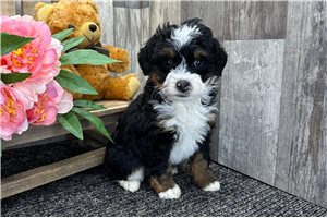 Elizabeth - Bernedoodle for sale