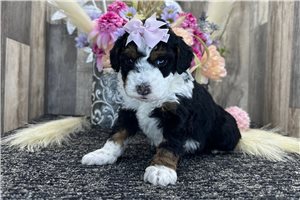 Ellie - puppy for sale