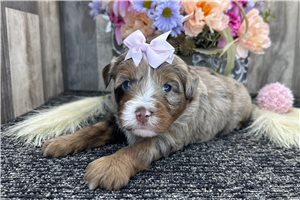 Emma - Bernedoodle for sale