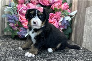 Hester - puppy for sale