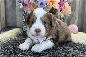 Ezra - puppy for sale
