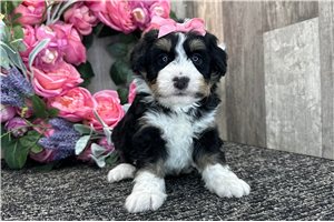 Hope - Bernedoodle, Mini for sale