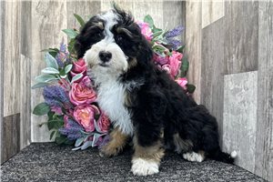 Evelyn - Bernedoodle for sale