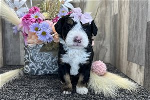 Evelyn - puppy for sale