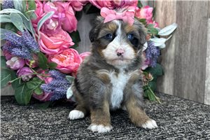 Hetty - puppy for sale