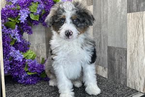Everett - Bernedoodle for sale