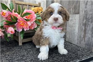 Ezra - Bernedoodle for sale