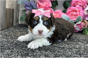 Hera - puppy for sale