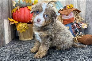Viggo - puppy for sale