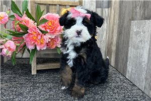 Eleanor - Bernedoodle for sale