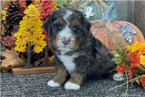 Kaitlin - Mini Bernedoodle for sale