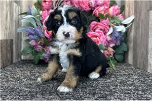 Holden - Bernedoodle, Mini for sale