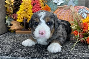 Kourtney - puppy for sale