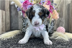 Everett - puppy for sale