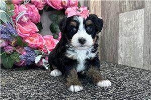 Harmony - puppy for sale
