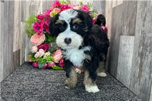 Evelyn - Bernedoodle for sale