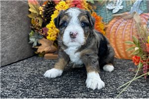 Kaleb - Mini Bernedoodle for sale