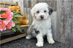 Enzo - Bernedoodle for sale