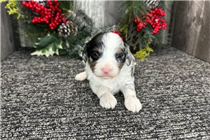 Hitch - puppy for sale