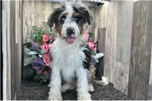 Everett - Bernedoodle for sale