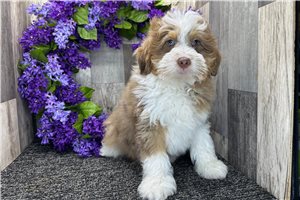 Ezra - Bernedoodle for sale