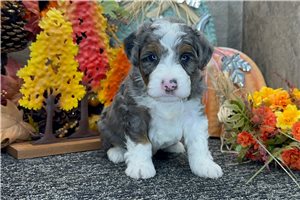 Kelly - puppy for sale