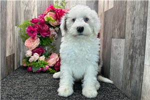 Ethan - Bernedoodle for sale
