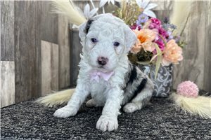 Ethan - puppy for sale