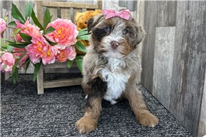 Emma - Bernedoodle for sale
