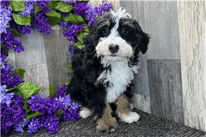 Evelyn - Bernedoodle for sale