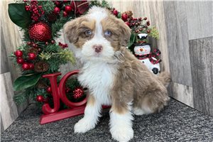 Vernon - Bernedoodle, Mini for sale