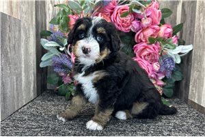 Hester - Bernedoodle, Mini for sale