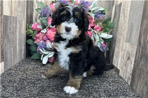Hester - Bernedoodle, Mini for sale