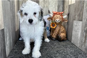 Juniper - Bernedoodle, Mini for sale