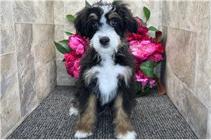 Harmony - Bernedoodle, Mini for sale