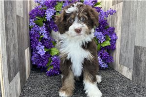 Gideon - puppy for sale