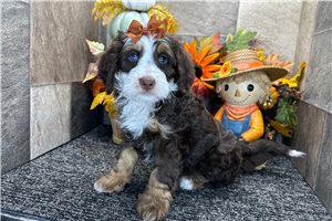 January - Mini Bernedoodle for sale