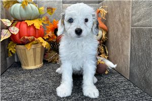 Juniper - Mini Bernedoodle for sale