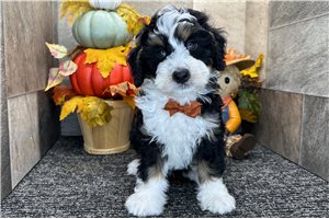 Jiminy - Mini Bernedoodle for sale