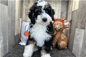 Jiminy - Mini Bernedoodle for sale