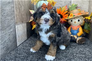 Kaitlin - Mini Bernedoodle for sale
