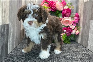 Gideon - Bernedoodle, Mini for sale