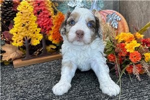 Jake - puppy for sale