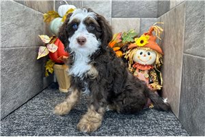 January - Mini Bernedoodle for sale