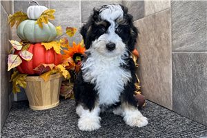 Jiminy - Mini Bernedoodle for sale