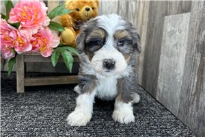 Gypsy - Bernedoodle, Mini for sale