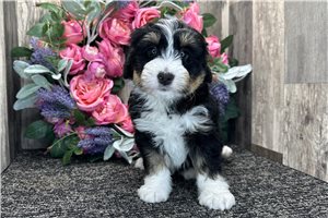 Hope - Bernedoodle, Mini for sale