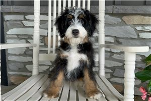 Harmony - puppy for sale