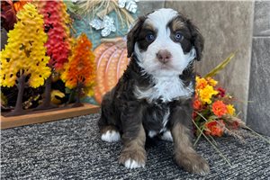 January - puppy for sale